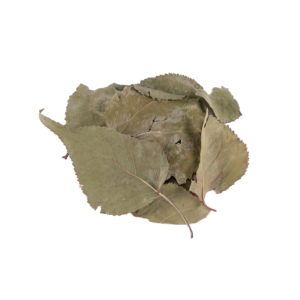 Абрикос сибирский(лист)