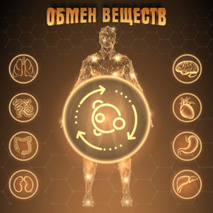 Обмен веществ