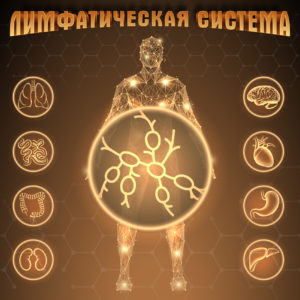 Лимфатическая система